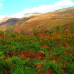 Fall colors in Scotland