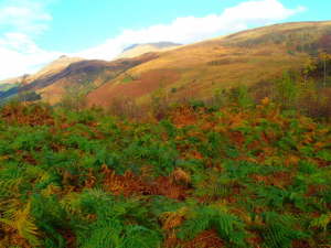 Fall colors in Scotland