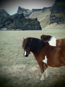 Icelandic Horses