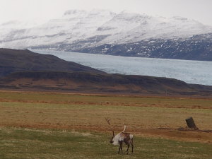 Reindeer