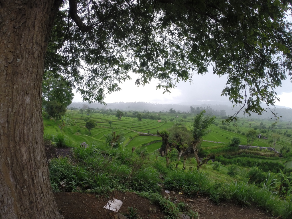 Rice Fields