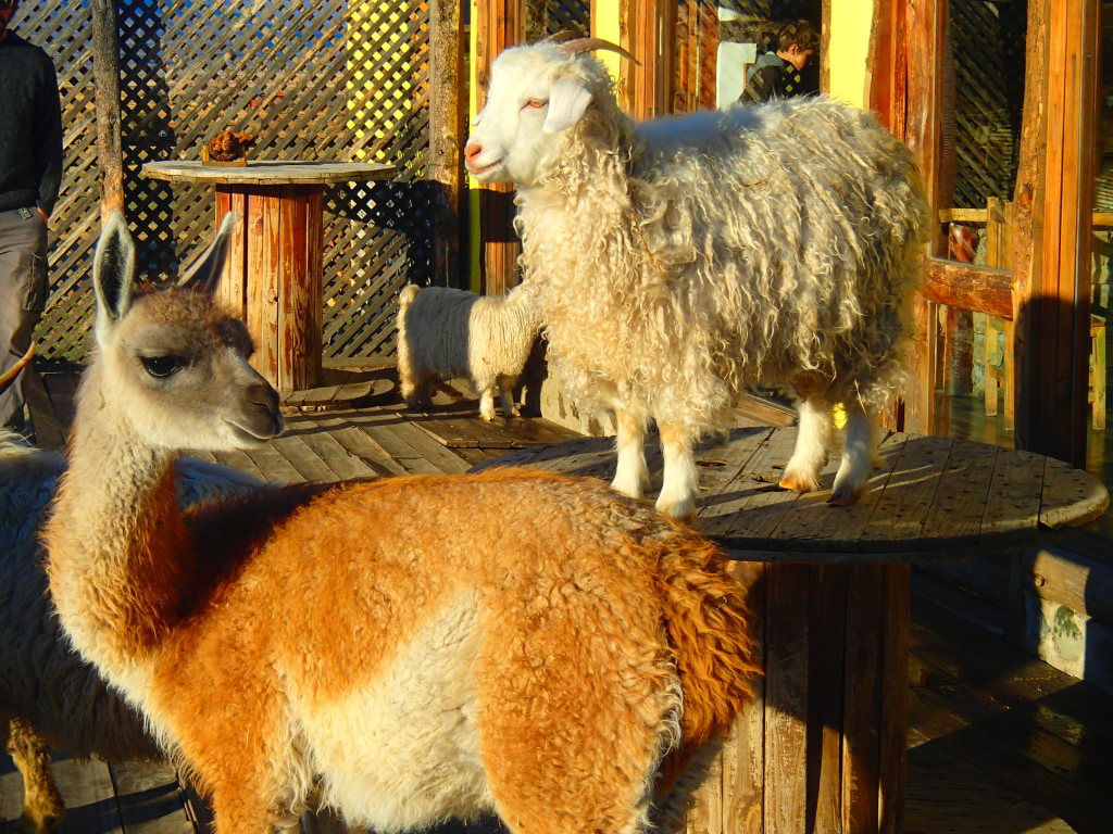 Sheep and Guanaco