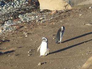 Magellanic Pinguinos