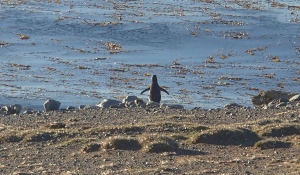 Penguin going to the ocean