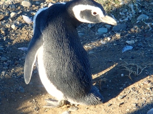 Magellanic Penguin up close