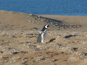 Magellanic Penguin stretching his wings