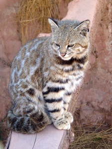 Bobcat